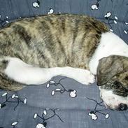 Olde english bulldogge yuma r.i.p