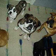 Olde english bulldogge yuma r.i.p