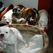 Olde english bulldogge yuma r.i.p