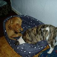 Olde english bulldogge yuma r.i.p