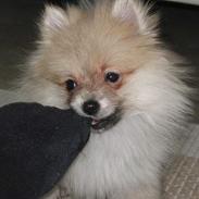 Pomeranian Gizmo