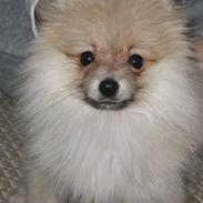 Pomeranian Gizmo