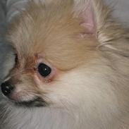 Pomeranian Gizmo