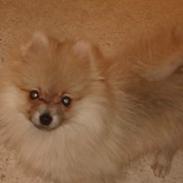 Pomeranian Gizmo