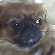 Tibetansk spaniel Teddy  R.I.P.