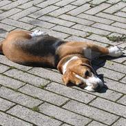 Beagle Charlie Parker