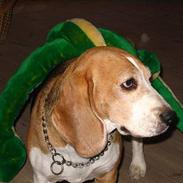 Beagle Charlie Parker