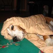 Beagle Charlie Parker