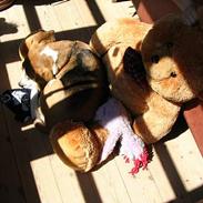 Beagle Charlie Parker