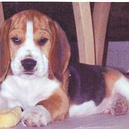 Beagle Charlie Parker