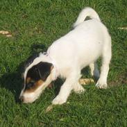 Jack russell terrier Tjilli R.i.p