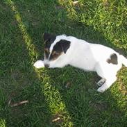 Jack russell terrier Tjilli R.i.p