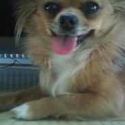 Chihuahua SHENA <3