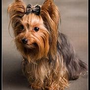 Yorkshire terrier Askepot