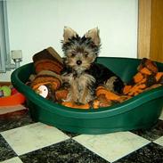 Yorkshire terrier Askepot