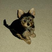 Yorkshire terrier Askepot