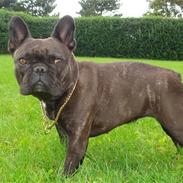 Fransk bulldog Magda