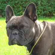 Fransk bulldog Magda