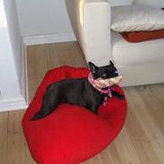 Fransk bulldog Magda