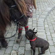 Fransk bulldog Magda