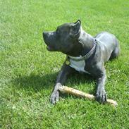 Amerikansk staffordshire terrier Idahno (Dahno)