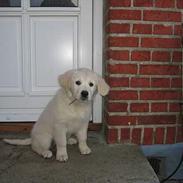 Golden retriever Zitta