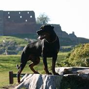 Rottweiler Vom Hause Kanku's Hakim