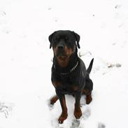 Rottweiler Vom Hause Kanku's Hakim