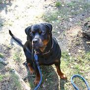 Rottweiler Vom Hause Kanku's Hakim