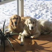 Golden retriever Sjako