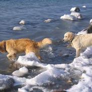 Golden retriever Sjako