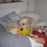 Golden retriever Sjako