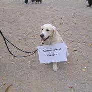Golden retriever Sjako