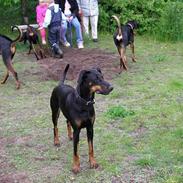 Dobermann Mulan