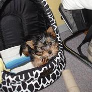 Yorkshire terrier Kenzo