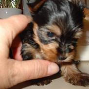Yorkshire terrier Kenzo