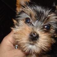 Yorkshire terrier Kenzo