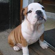 Blanding af racer Uffe