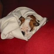 Blanding af racer Uffe