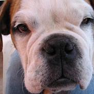 Blanding af racer Uffe