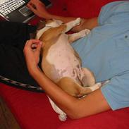 Blanding af racer Uffe