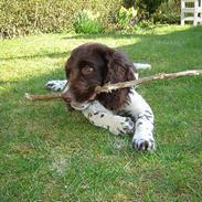 Engelsk springer spaniel Luka
