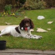Engelsk springer spaniel Luka