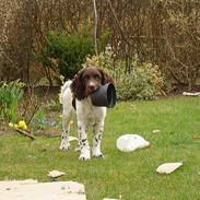 Engelsk springer spaniel Luka