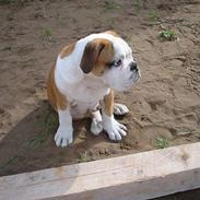 Blanding af racer Uffe