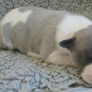 Whippet Rufus IX