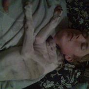 Whippet Rufus IX