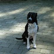 Amerikansk staffordshire terrier tjalfe