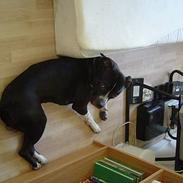 Amerikansk staffordshire terrier tjalfe