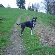 Amerikansk staffordshire terrier tjalfe